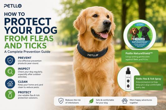 How to Protect Your Dog From Fleas and Ticks: A Complete Prevention Guide